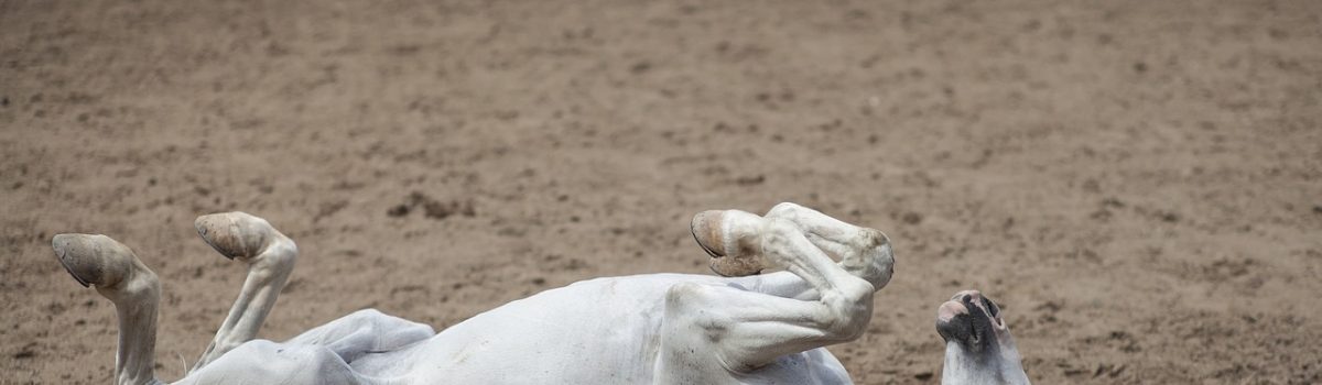 Eerste winst voor SV ’t Paardje in de KNSB