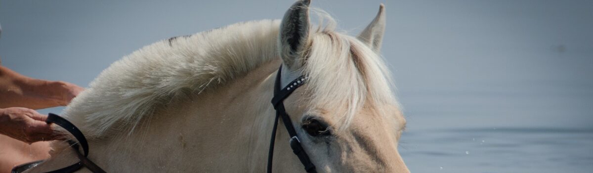 Avondteam ’t Paardje struikelt in Tilburg