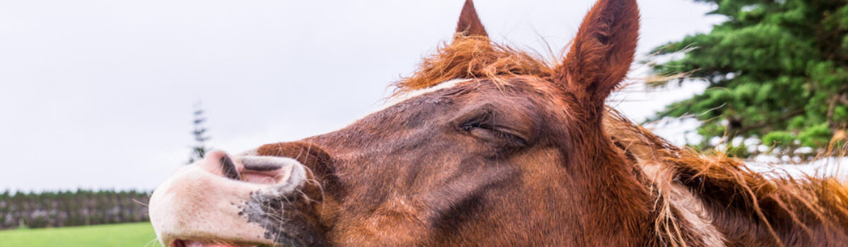 Hinnikend paard helpt Pierre Jaspers op de troon van SV ’t Paardje